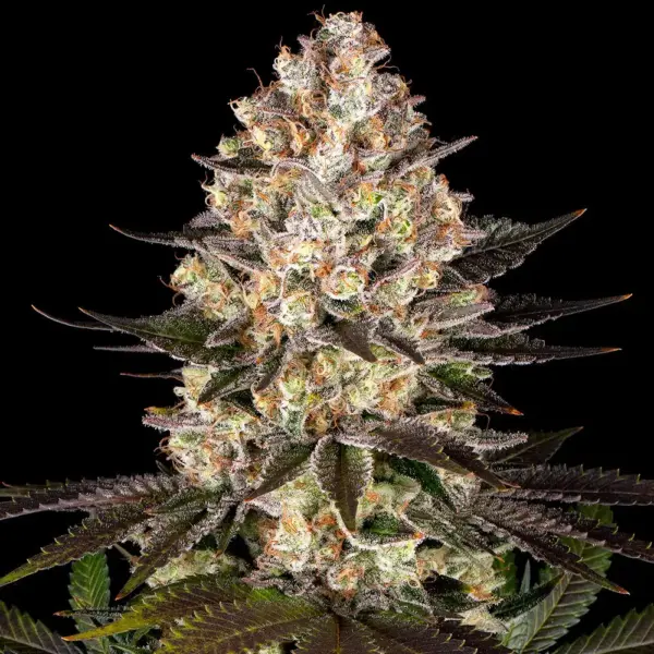 Hindu Kush Cannabis Seeds By Barney's Farm