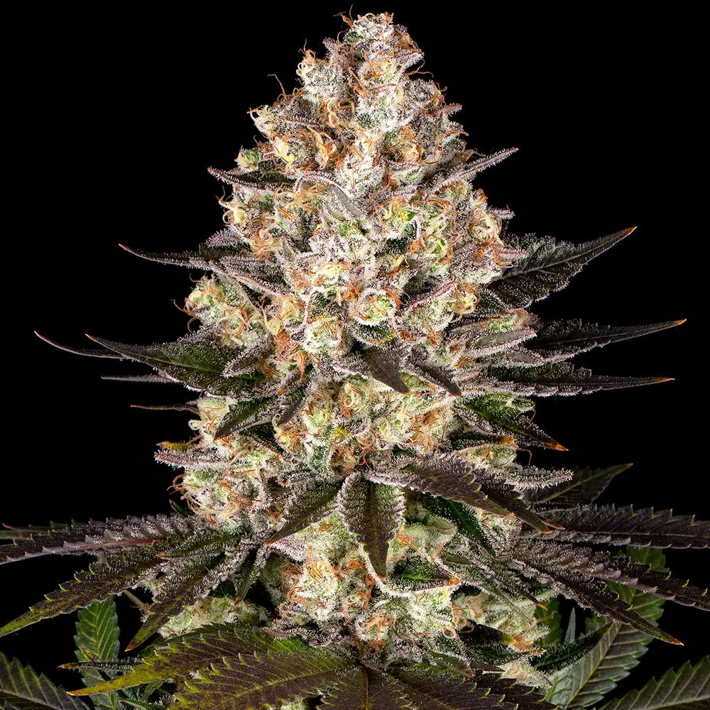 Hindu Kush Cannabis Seeds By Barney's Farm Hindu Kush Cannabis Seeds By Barney's Farm