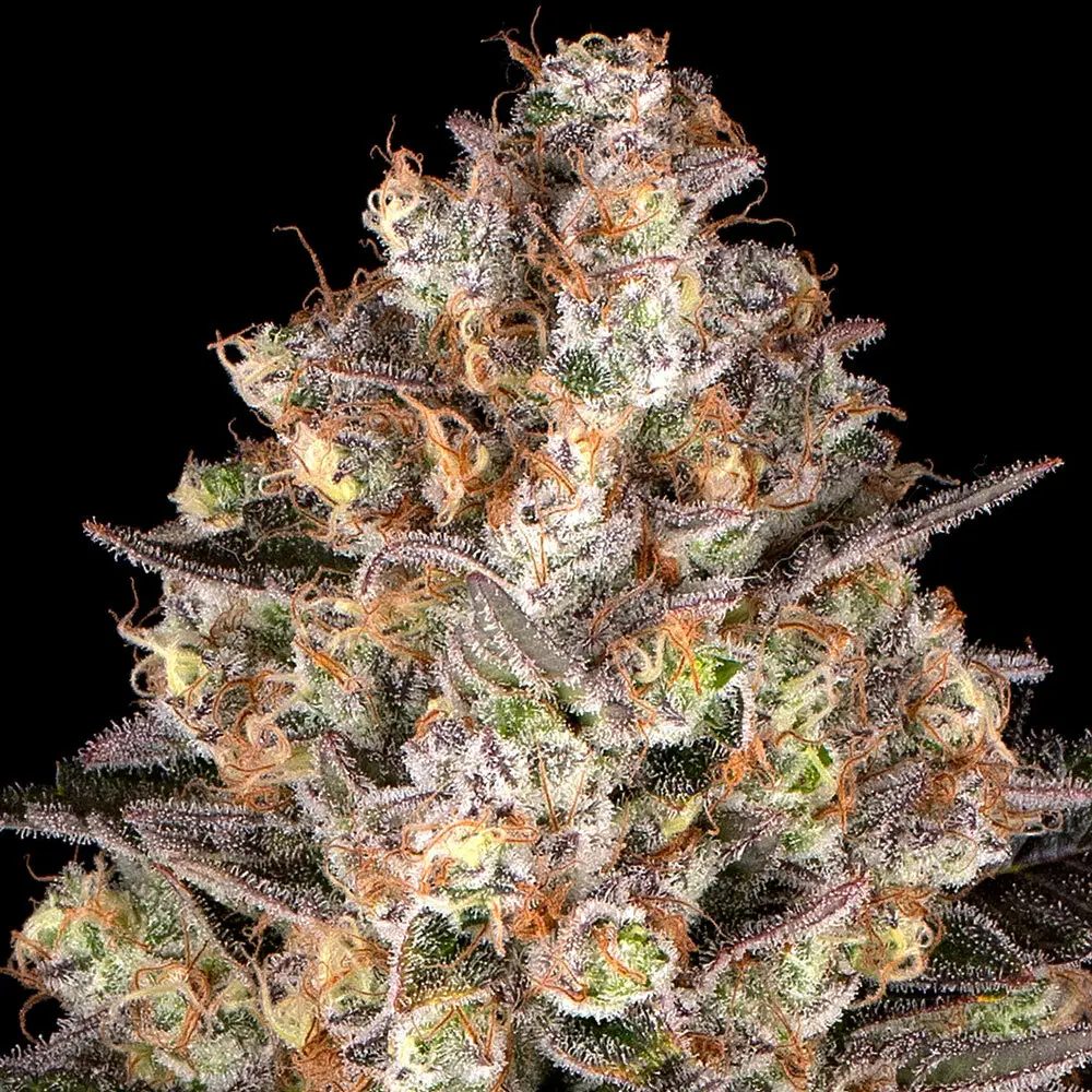 Hindu Kush Cannabis Seeds By Barney's Farm Hindu Kush Cannabis Seeds By Barney's Farm