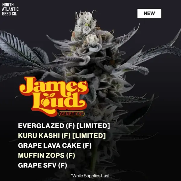 James Loud New Strains Fall 2025