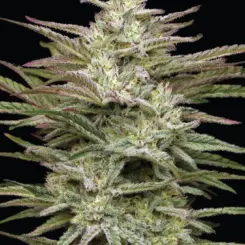 Jelly Donutz Auto Cannabis Seeds by Humboldt Seed Co.