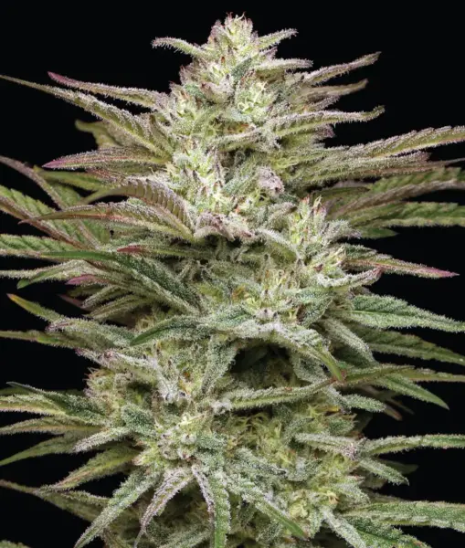 Jelly Donutz Auto Cannabis Seeds by Humboldt Seed Co.