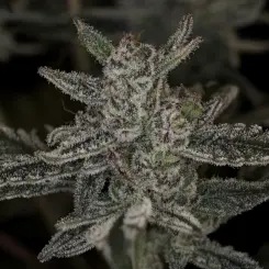 Mulberry F3 Auto Cannabis Seeds by Night Owl Seeds