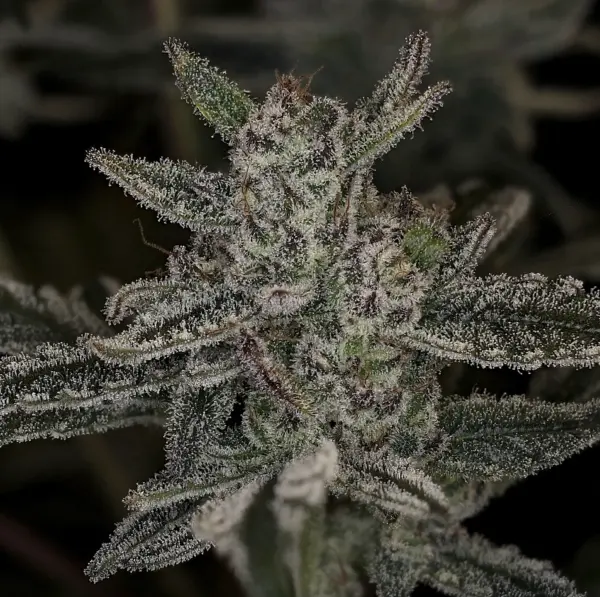 Mulberry F3 Auto Cannabis Seeds by Night Owl Seeds