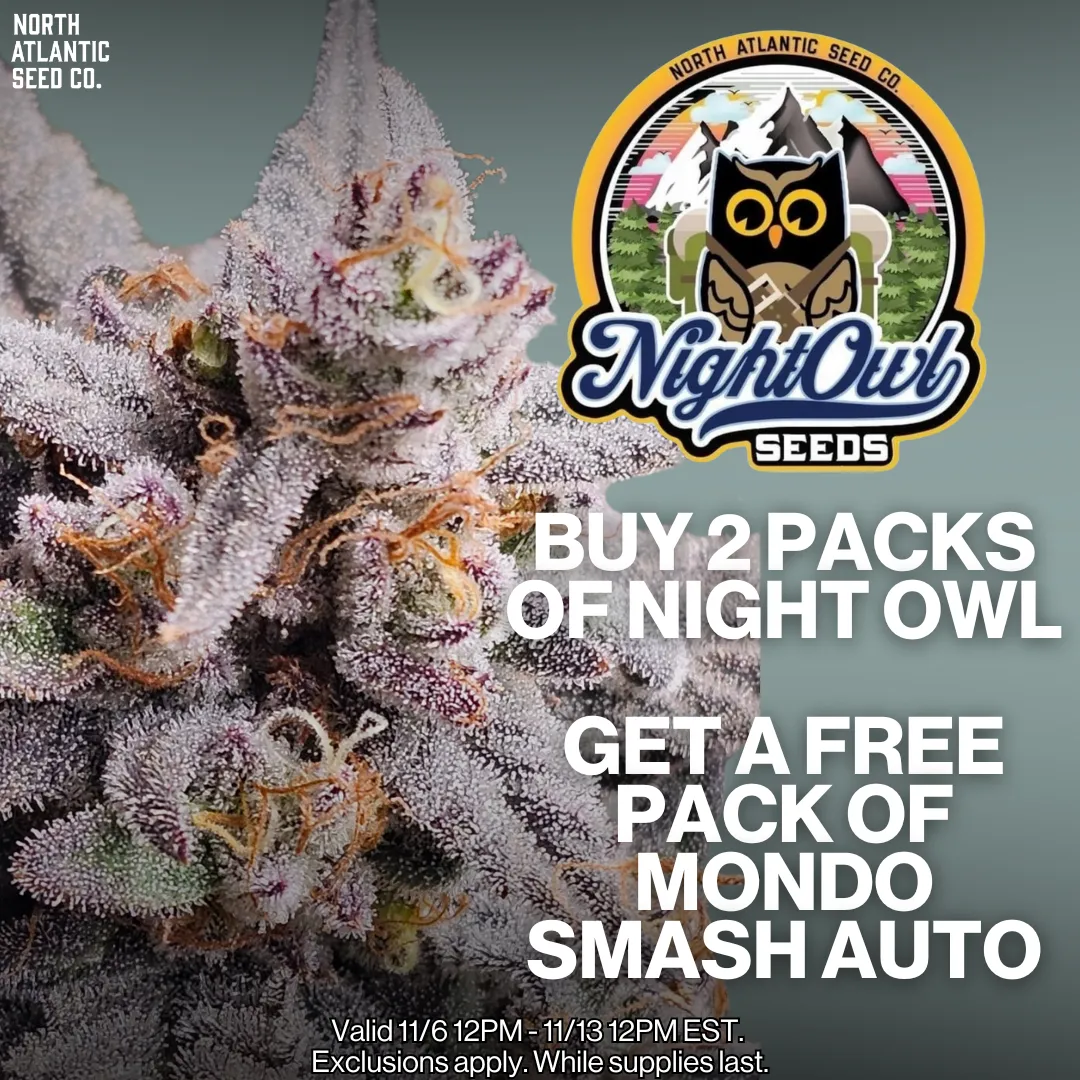 Night Owl Seeds Image