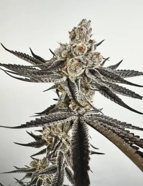 Polar Dusk Cannabis Seeds by Exotic Genetix