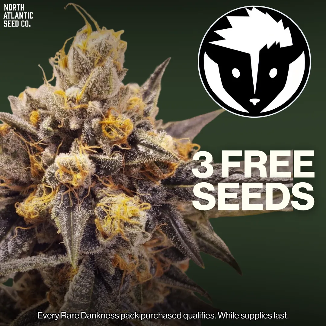 Rare Dankness cannabis seeds