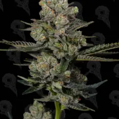 Sour Moose Cannabis Seeds by Dirty Bird Genetics