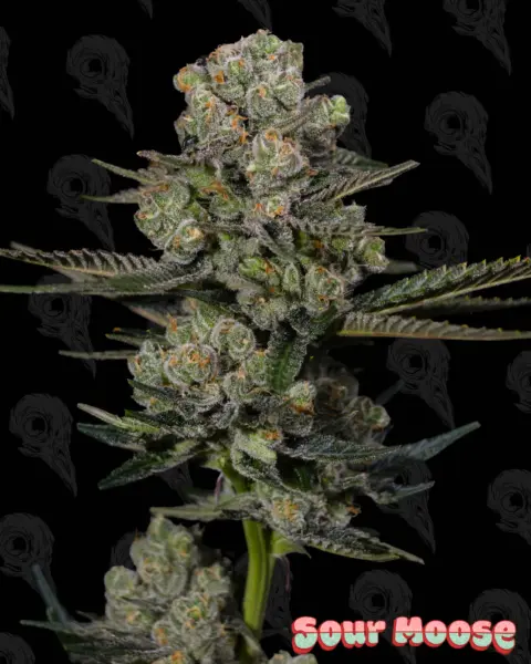 Sour Moose Cannabis Seeds by Dirty Bird Genetics