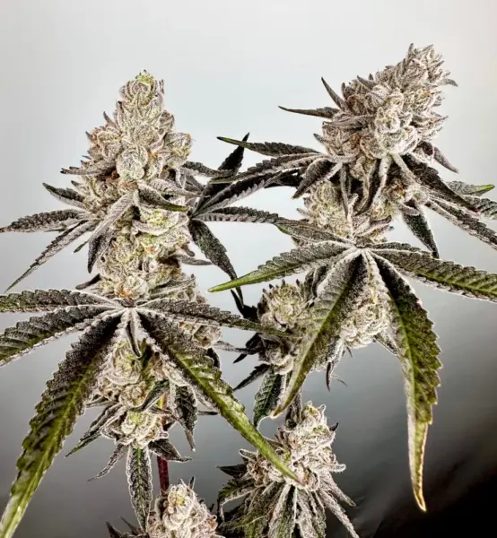 Vapor-Iced Cannabis Seeds by Exotic Genetix