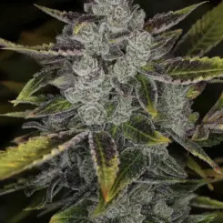 Wizard's Apprentice F4 Auto Cannabis Seeds by Night Owl Seeds