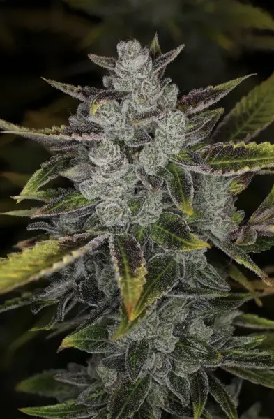 Wizard's Apprentice F4 Auto Cannabis Seeds by Night Owl Seeds