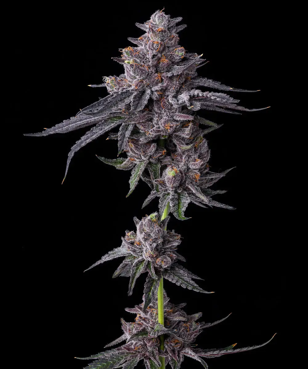 Zillions Cannabis Seeds by Barney's Farm Zillions Cannabis Seeds by Barney's Farm