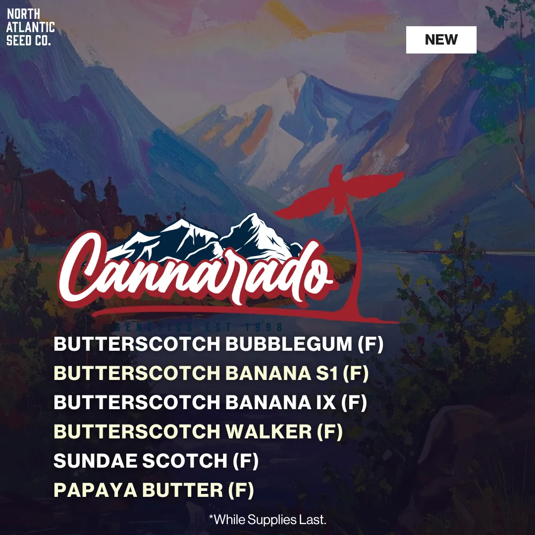 Cannarado Butterscotch Banana Drop