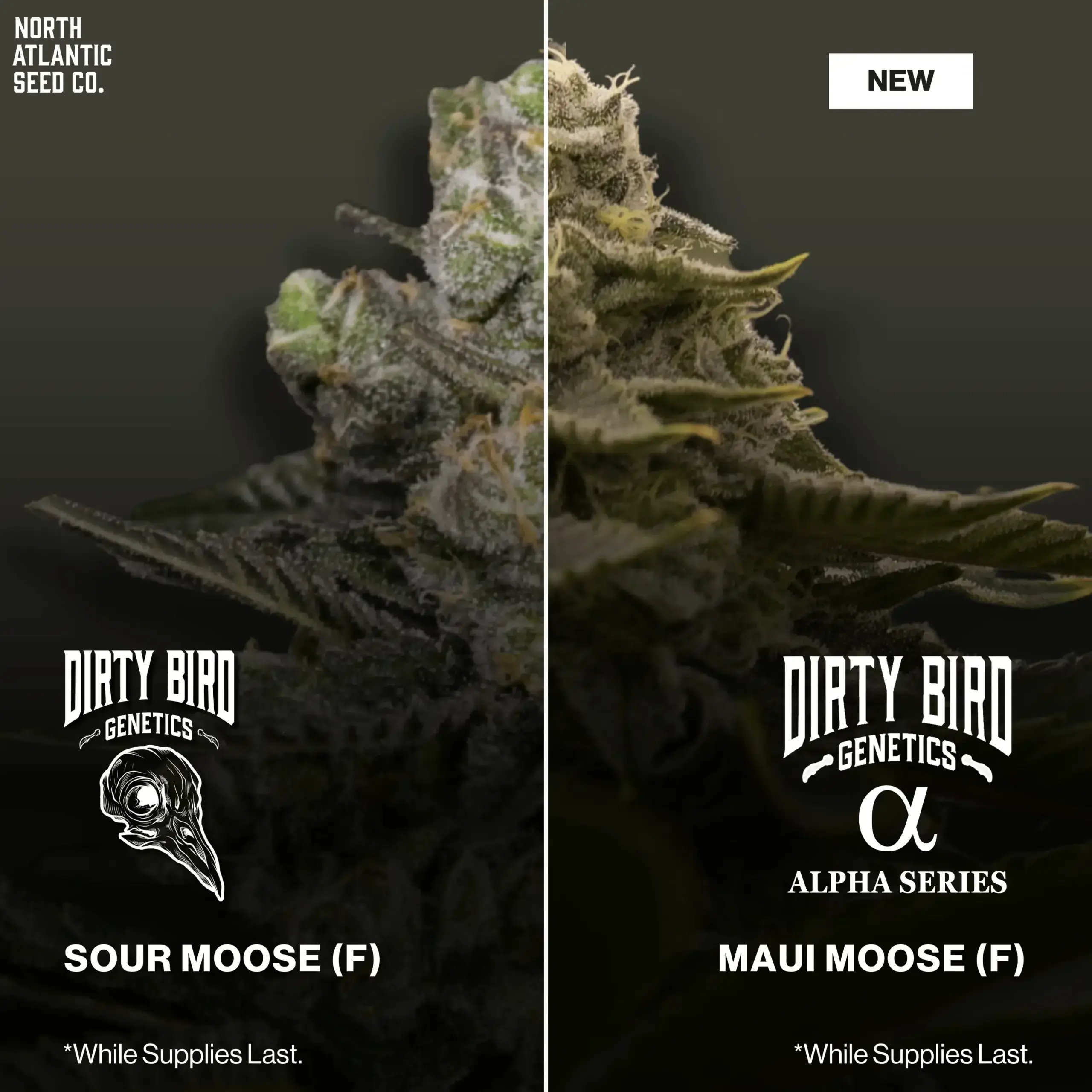 Dirty Bird Alpha Series - Maui Moose & Sour Moose