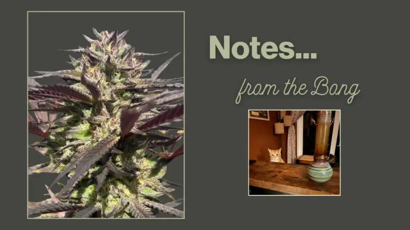 Head Candy by Dirty Bird Genetics: A Full Report