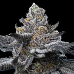 LFG Cannabis Seeds by Barney's Farm