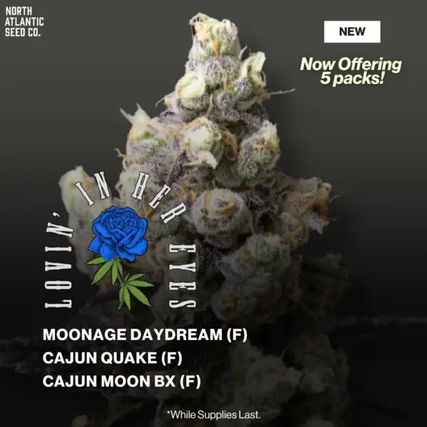 Lovin in Her Eyes November 2025 Drop