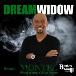 Montel's Dream Widow Cannabis Seeds by Brothers Grimm Seeds