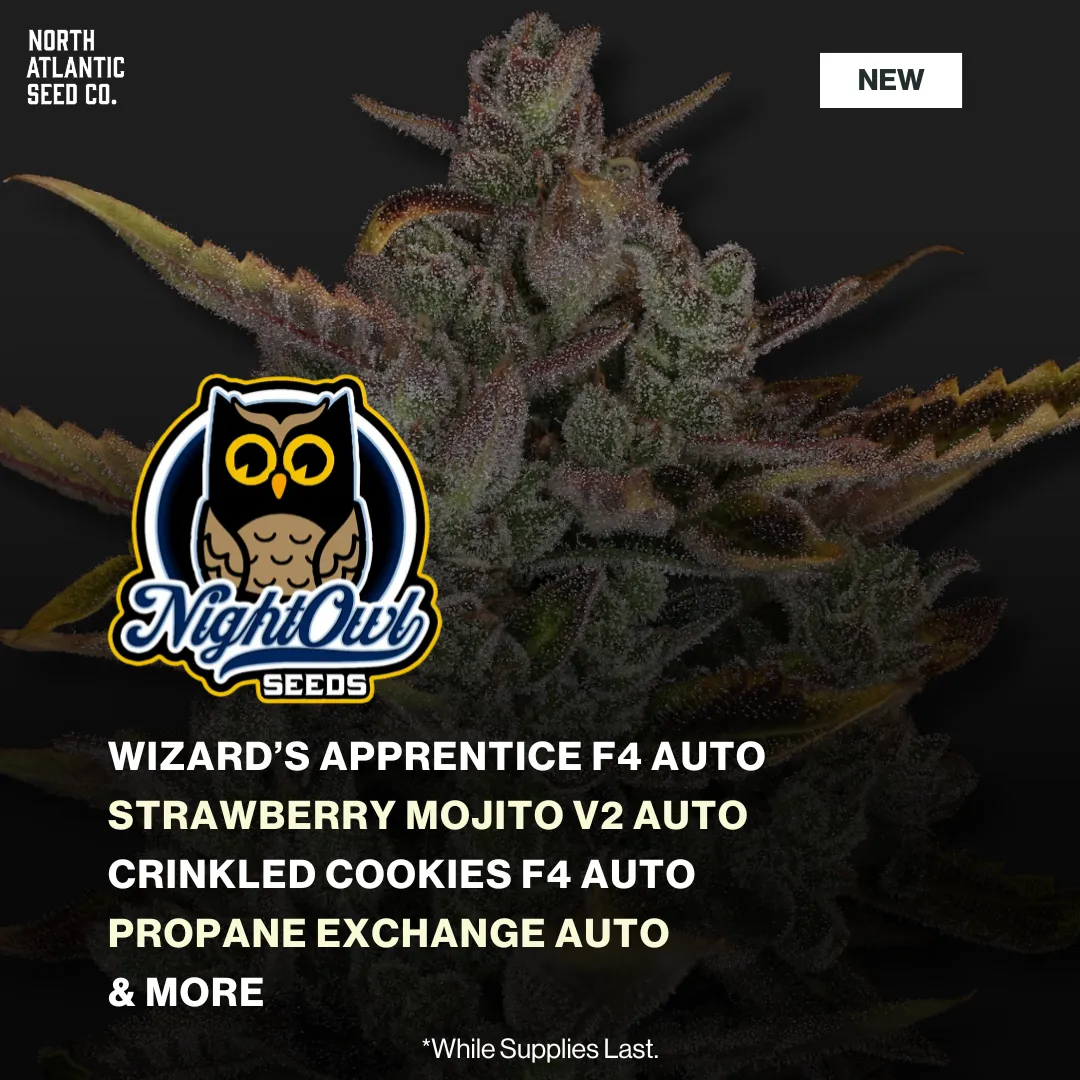 Night Owl New Drop Winter 2025