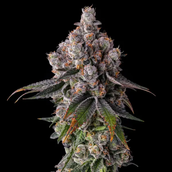 90 Proof Cannabis Seeds by Compound Genetics