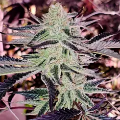 Aurelium Cannabis Seed by In House Genetics