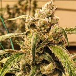 Banana Jealousy IBL Auto Cannabis Seeds by Ethos Genetics