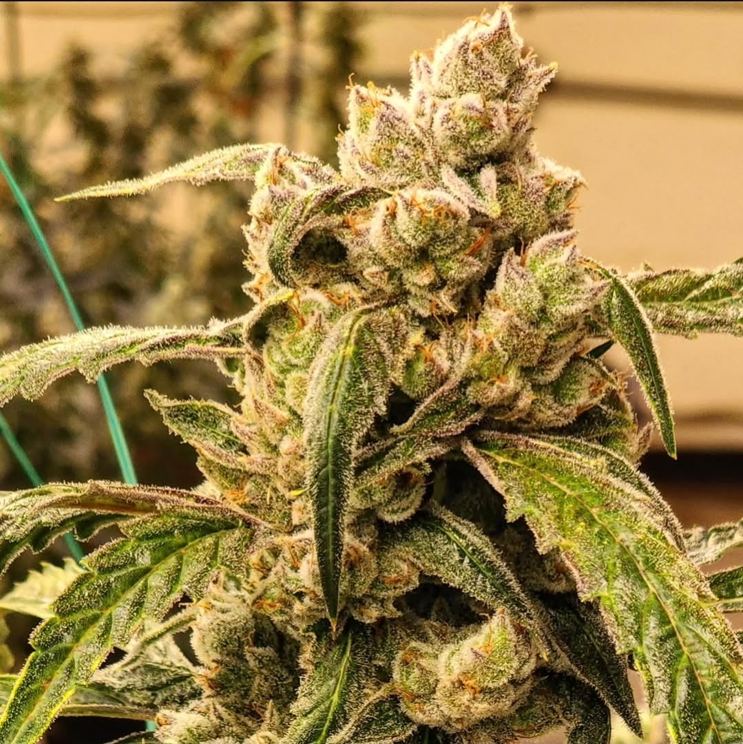 Banana Jealousy IBL Auto Cannabis Seeds by Ethos Genetics Banana Jealousy IBL Auto Cannabis Seeds by Ethos Genetics