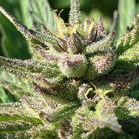 Breadfruit Cannabis Seeds by Lamb's Breath Seeds