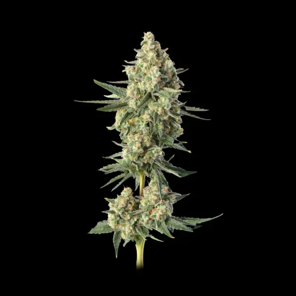 Downtown Haze Cannabis Seeds by Happy Valley Genetics