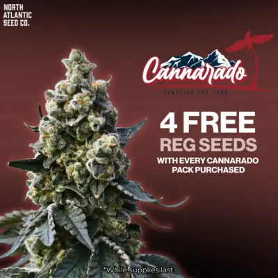 Cannarado Genetics