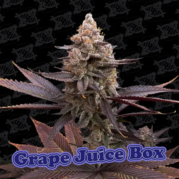 Grape Juice Box Alpha Series Cannabis Seeds by Dirty Bird Genetics