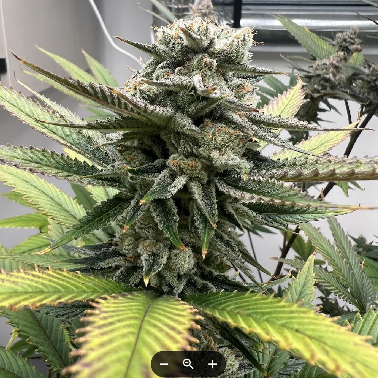 Grape Juice Box Alpha Series Cannabis Seeds by Dirty Bird Genetics Grape Juice Box Alpha Series Cannabis Seeds by Dirty Bird Genetics