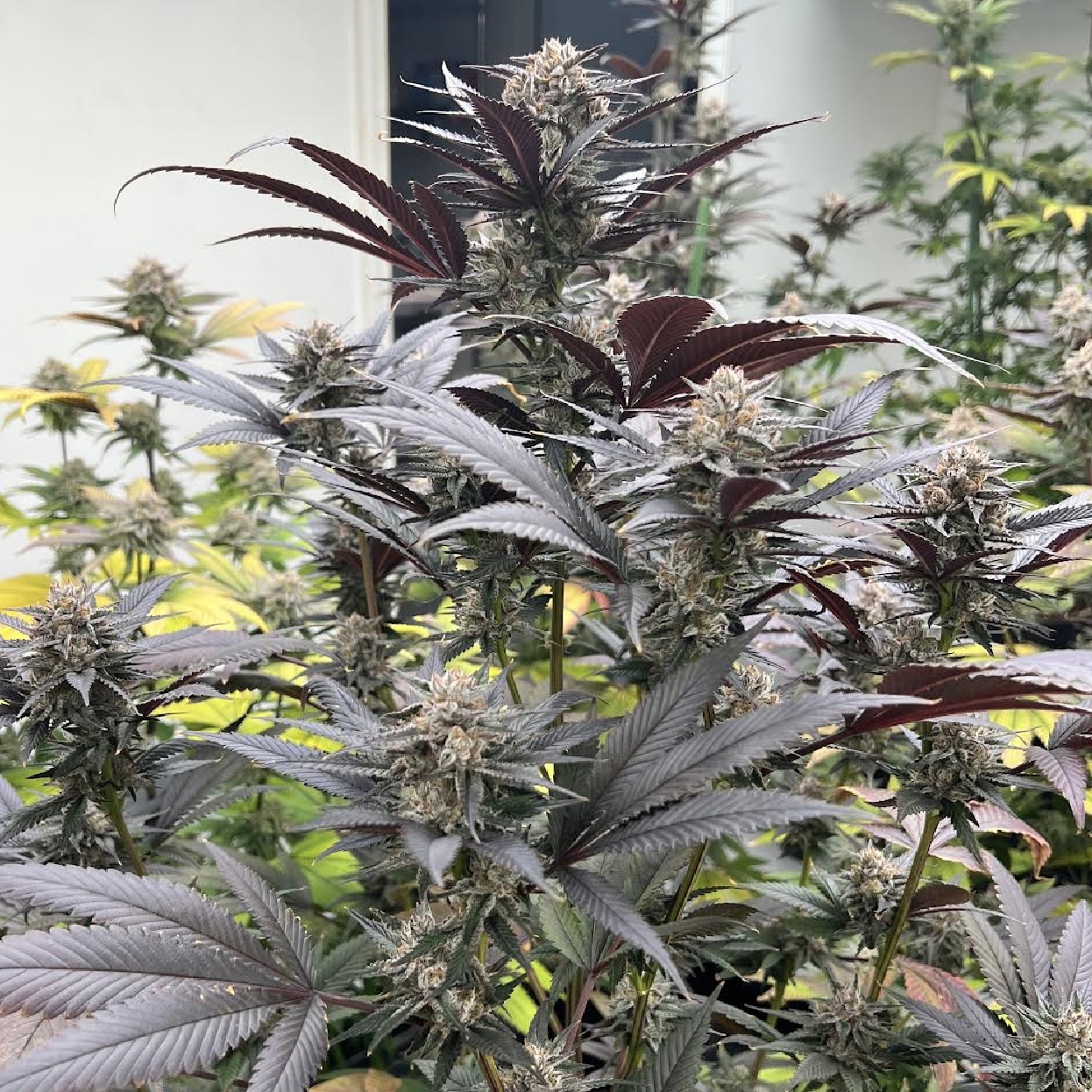 Grape Juice Box Alpha Series Cannabis Seeds by Dirty Bird Genetics Grape Juice Box Alpha Series Cannabis Seeds by Dirty Bird Genetics