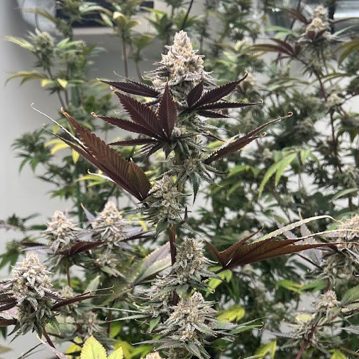 Grape Juice Box Alpha Series Cannabis Seeds by Dirty Bird Genetics Grape Juice Box Alpha Series Cannabis Seeds by Dirty Bird Genetics