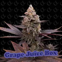 Grpae Juice Box Alpha Series Cannabis Seeds by Dirty Bird Genetics