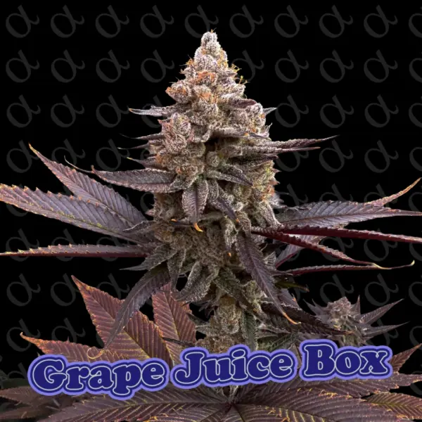 Grpae Juice Box Alpha Series Cannabis Seeds by Dirty Bird Genetics