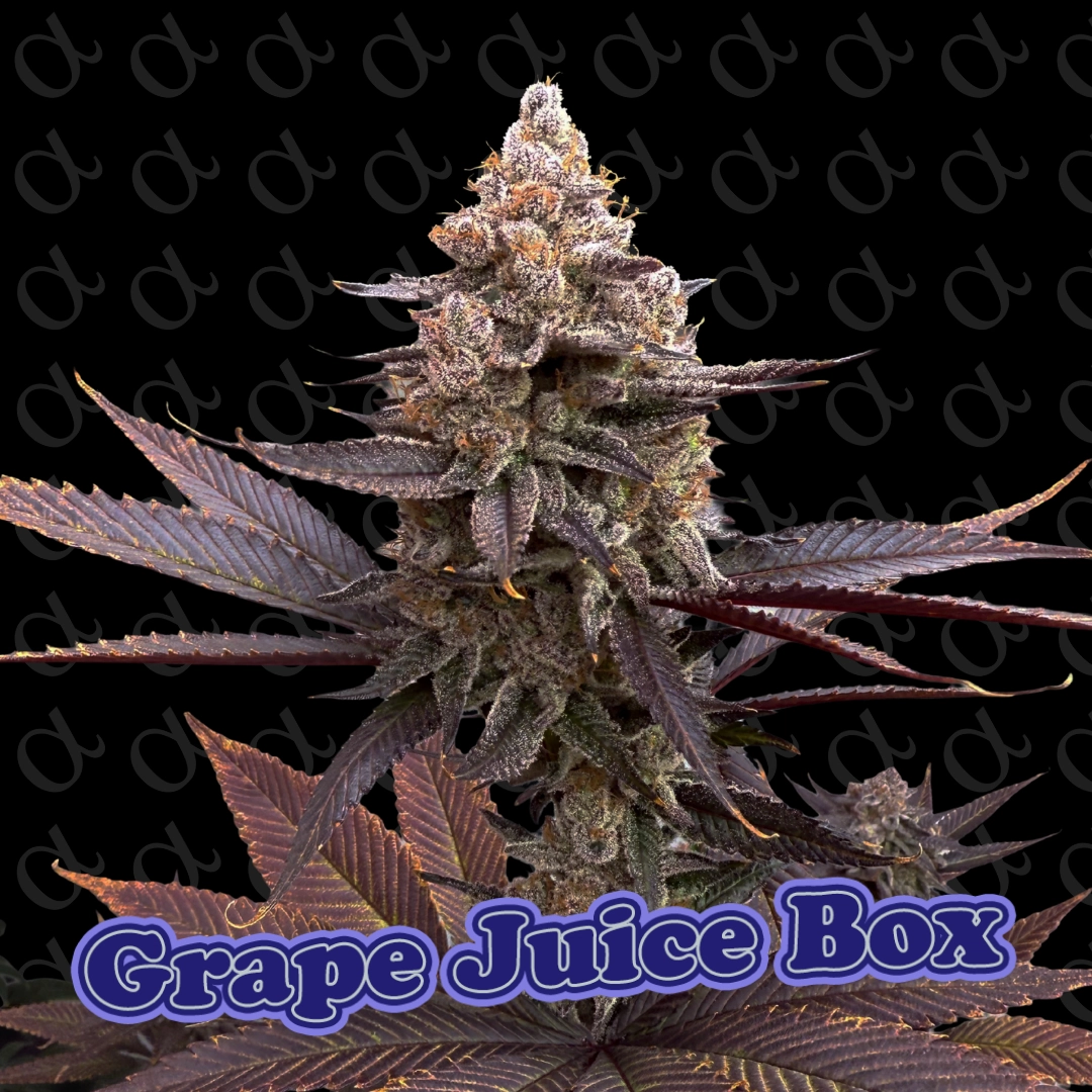 Grpae Juice Box Alpha Series Cannabis Seeds by Dirty Bird Genetics Grpae Juice Box Alpha Series Cannabis Seeds by Dirty Bird Genetics