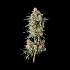 Haze Burger Cannabis Seeds by Happy Valley Genetics