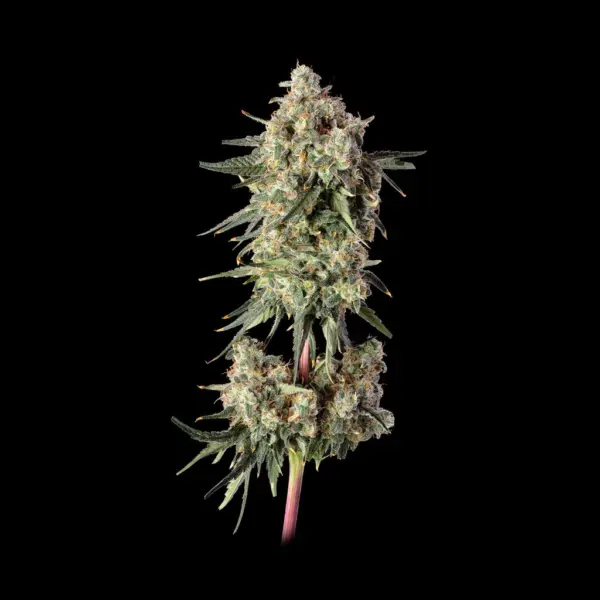 Haze Burger Cannabis Seeds by Happy Valley Genetics