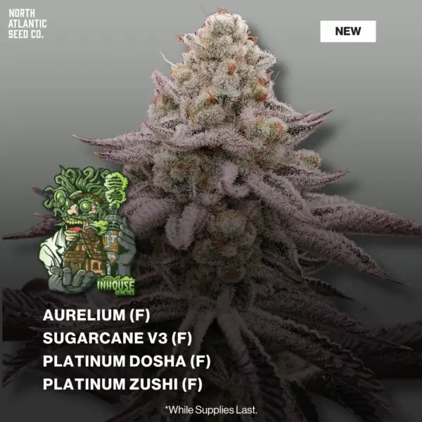 In House Genetics - Platinum Drop 2