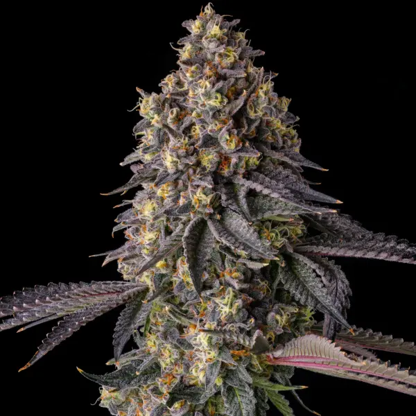 Kumamotoz Cannabis Seeds by Compound Genetics