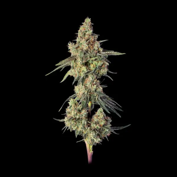 Lemdawg Cannabis Seeds by Happy Valley Genetics