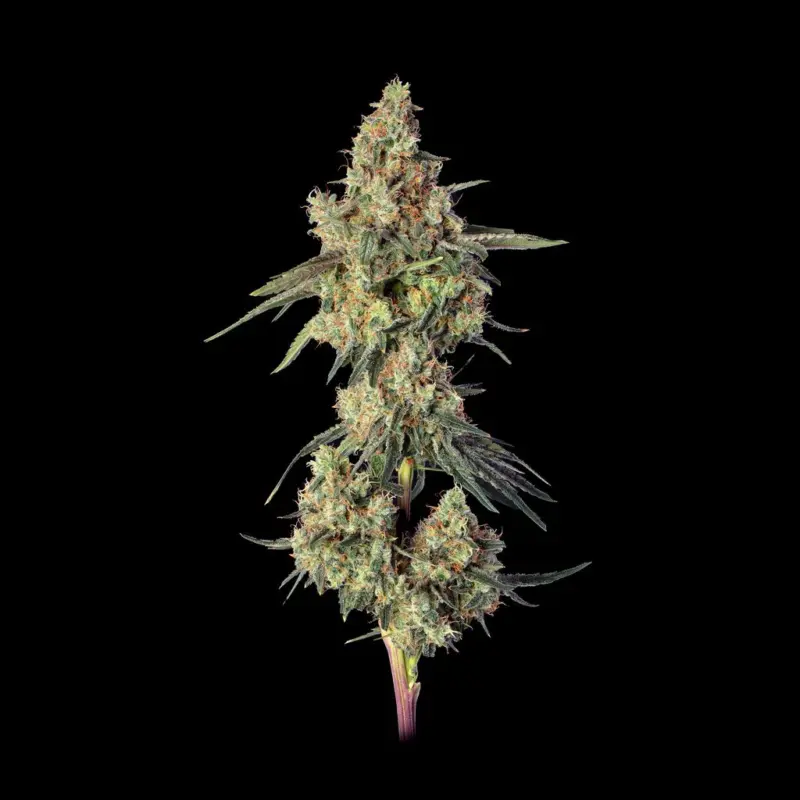 Lemdawg Cannabis Seeds by Happy Valley Genetics