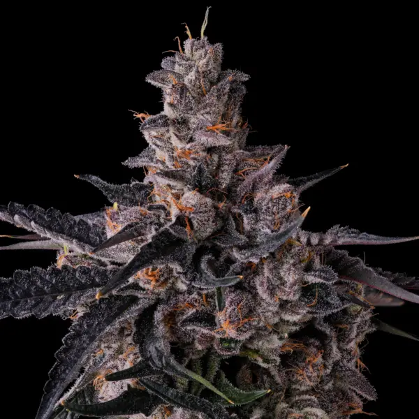 Lemon Cherry Pavé Cannabis Seeds by Compound Genetics