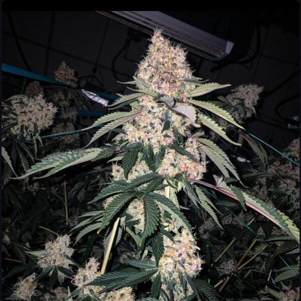 Lemon Whhip Haze IBL Cannabis Seeds by Ethos Genetics