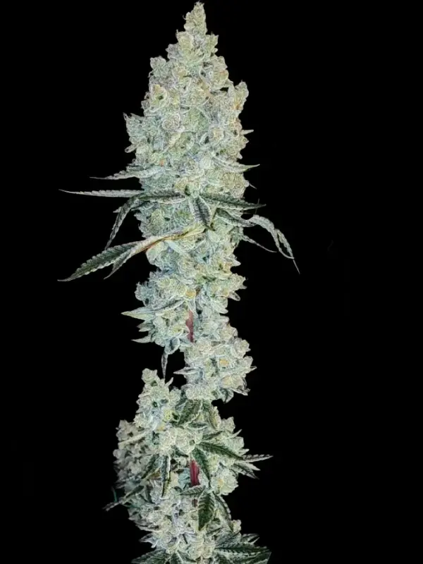 Lemon Cherry Pie R1 (F) [DECEMBER 2024 DROP]