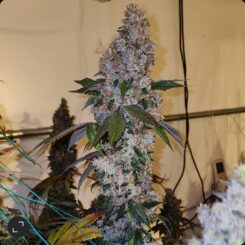 Liqueur R1 Cannabis Seeds by Ethos Genetics
