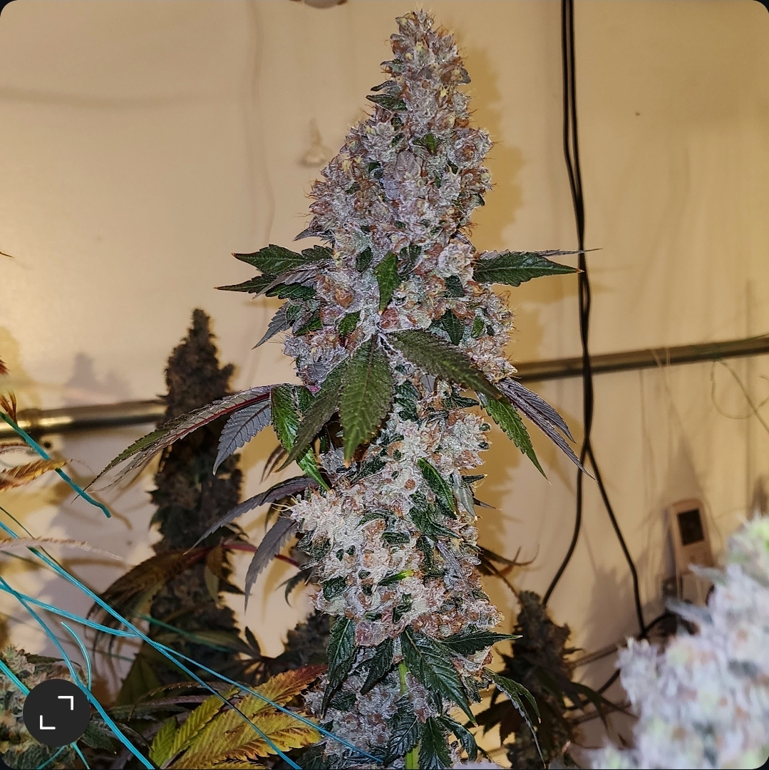 Liqueur R1 Cannabis Seeds by Ethos Genetics Liqueur R1 Cannabis Seeds by Ethos Genetics