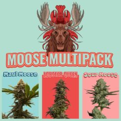 Moose Multipack Cannabis Seeds by Dirty Bird Genetics